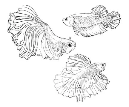 Betta Siamese fighting fish set collection beauty exotic fin tail hand drawn Stock Illustration