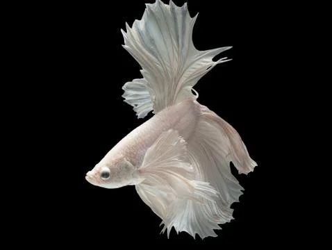 Betta Siamese fighting fish, White platinum half moon long tail Stock Photos