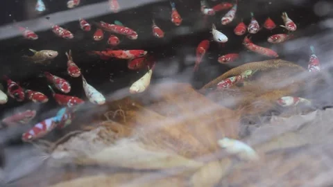 Betta sp Video stock 286097804