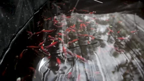 Betta sp Stock Footage 286098633