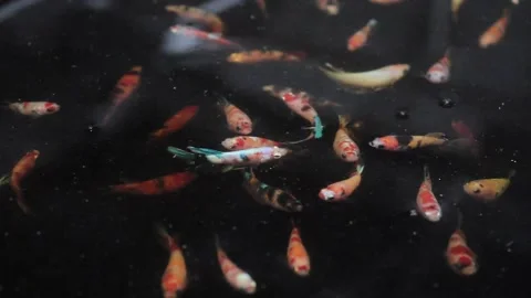 Betta sp Stock Footage 286098774