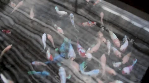 Betta sp Stock Footage 286098807