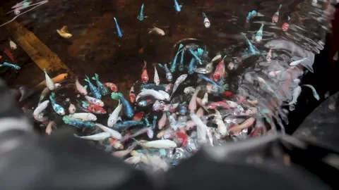 Betta sp Stock Footage 286098823