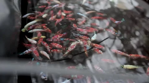 Betta sp Stock Footage 286099104