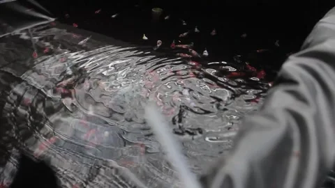 Betta sp Stock Footage 286099105