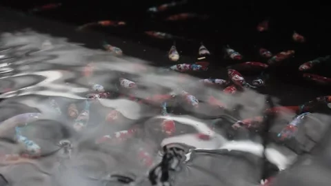 Betta sp Stock Footage 286099107