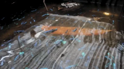 Betta sp Stock Footage 286099191