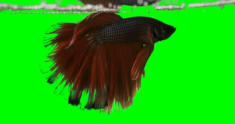 Betta splendens Asian fighting fish 스톡 동영상 127842718