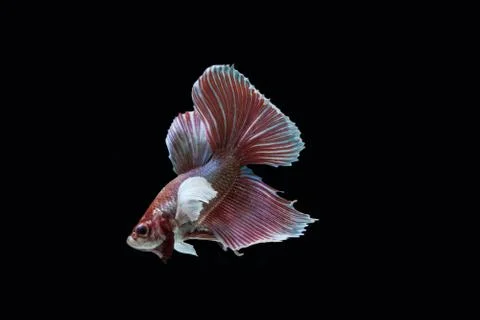Betta splendens BIG EAR Stock Photos
