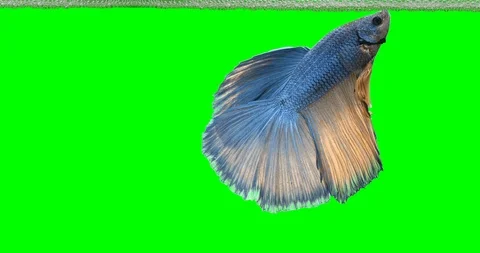 Betta splendens build nest from air Vidéo 124942753