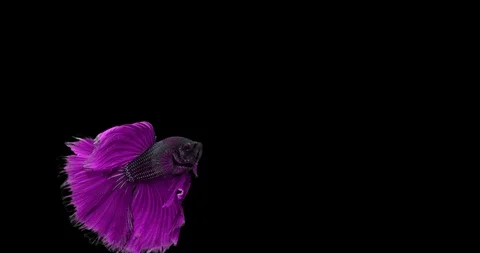 Betta splendens chameleon  動画素材 126702173