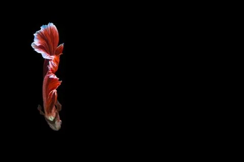 Betta splendens half moon Red Stock Photos