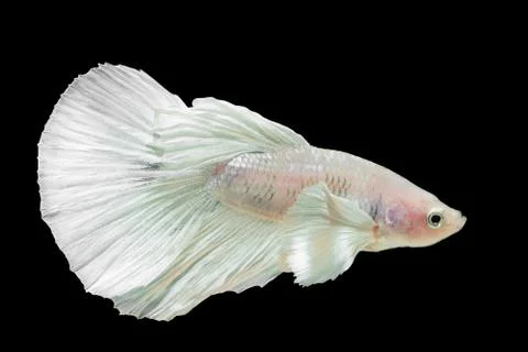 Betta splendens half moon White Stock Photos