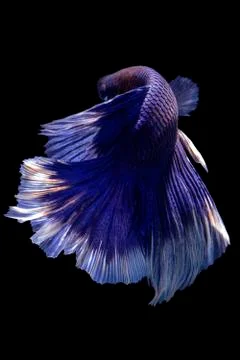 Betta splendens (Halfmoon betta, Pla-kad (biting fish) isolated on black backgro Stock Photos