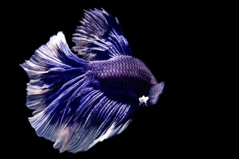 Betta splendens (Halfmoon betta, Pla-kad (biting fish) isolated on black backgro Stock Photos