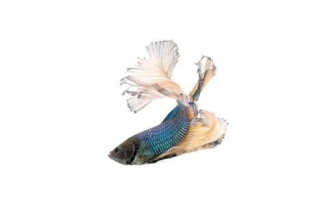 Betta splendens Stock Photos