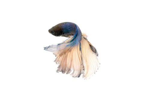 Betta splendens Stock Photos