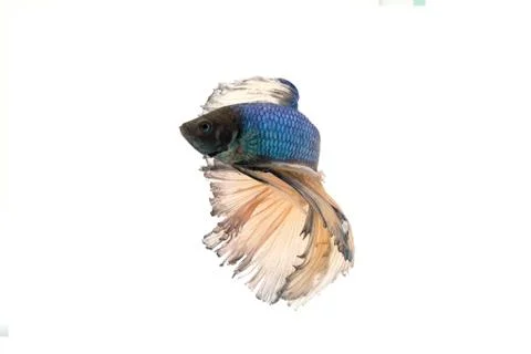 Betta splendens Stock Photos