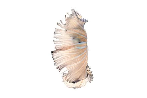 Betta splendens Stock Photos