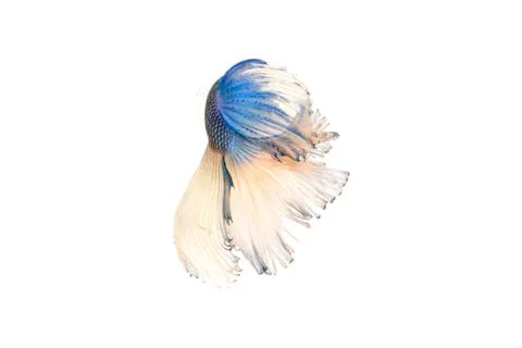 Betta splendens Stock Photos