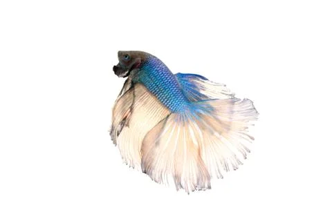 Betta splendens Stock Photos