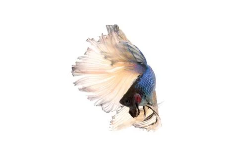 Betta splendens Stock Photos