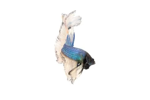 Betta splendens Stock Photos
