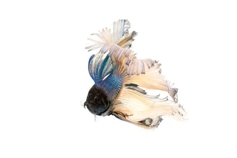 Betta splendens Stock Photos