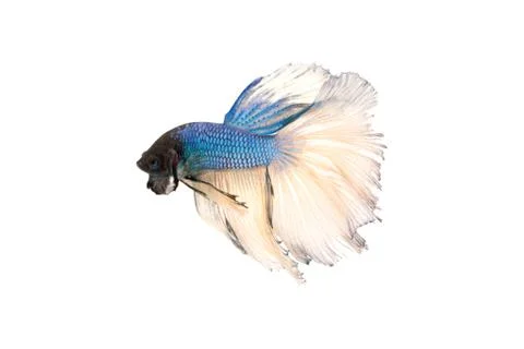 Betta splendens Stock Photos