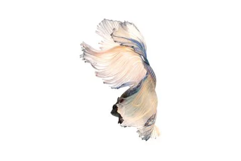 Betta splendens Stock Photos