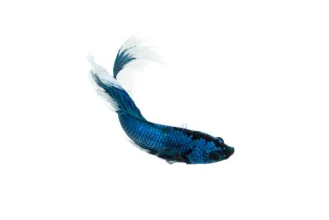 Betta splendens Stock Photos