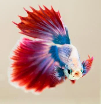 Betta splendens  Stock Photos