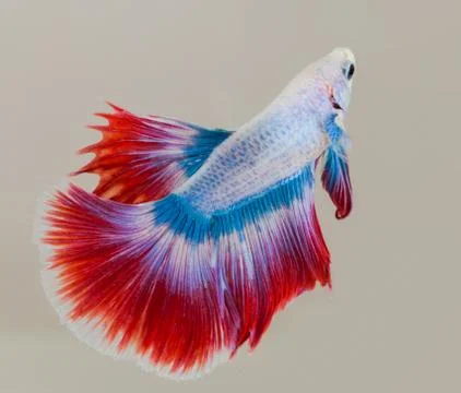 Betta splendens Foto stock