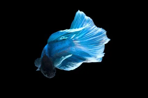 Betta splendens Stock Photos