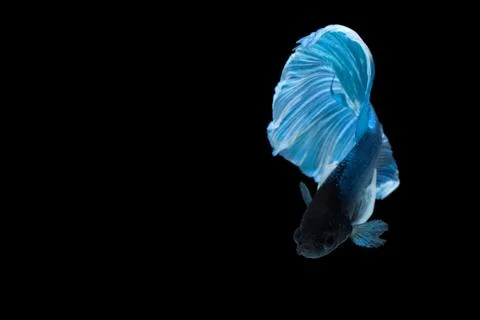 Betta splendens Stock Photos