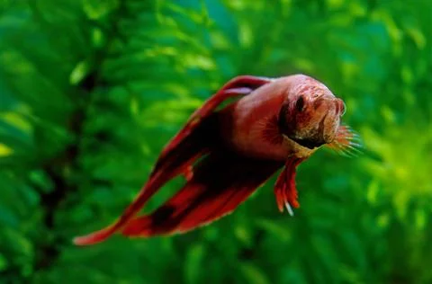 Betta splendens Stock Photos