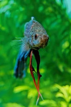 Betta splendens Stock Photos