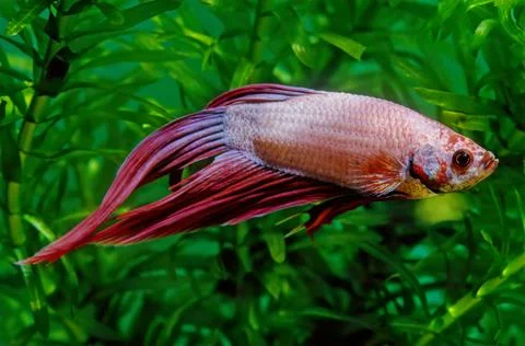 Betta splendens Foto stock