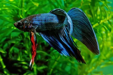 Betta splendens Stock Photos