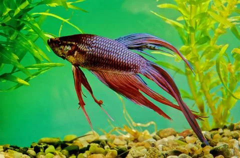 Betta splendens Stock Photos