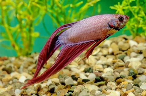 Betta splendens Stock Photos