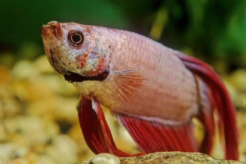 Betta splendens Stock Photos