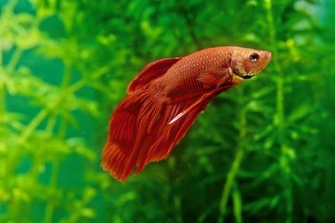 Betta splendens Stock Photos