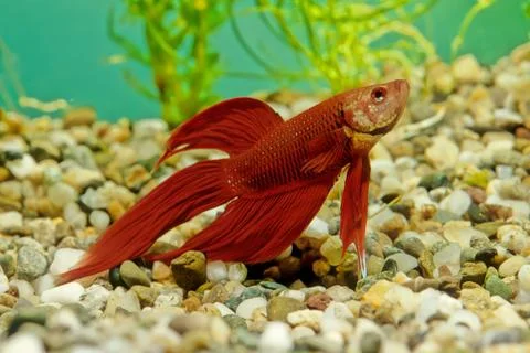 Betta splendens Stock Photos
