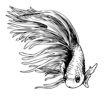 Betta splendens, Siamese fighting fish Illustrazione stock