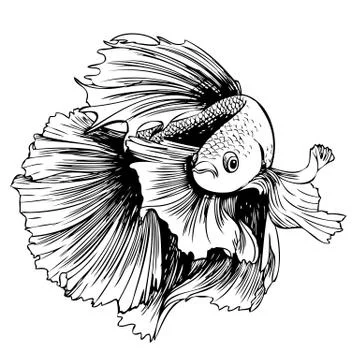 Betta splendens, Siamese fighting fish 스톡 일러스트