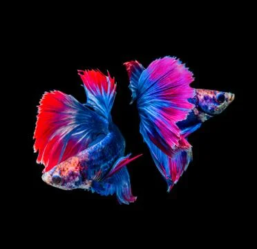 Betta splendens, siamese fighting fish isolated on black background Фото