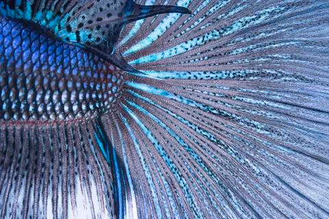 Betta tail fish abstract Stock Photos