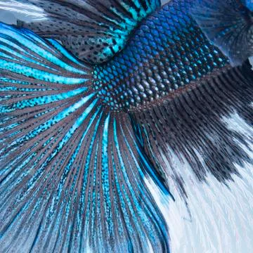 Betta tail fish abstract Stock Photos