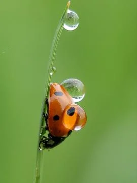 BETTAL INSECT Foto stock